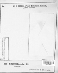 Trichoderma viride image